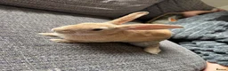 Mixed Breed rabbits for sale: Only 2 left Himalayan x lop bunnies ready to go  - Advert 1