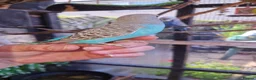 Budgerigars birds for sale: 4 blue chicks and 1 adult male  - Advert 7