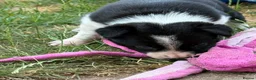 Border Collie dogs for sale: Fully Health Tested Border Collie Puppy For Sale in Coleford - Advert 14