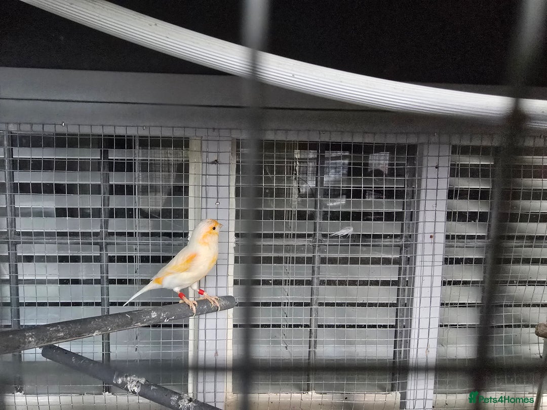 Canaries birds for sale: Canaries for rehoming  - Advert 2