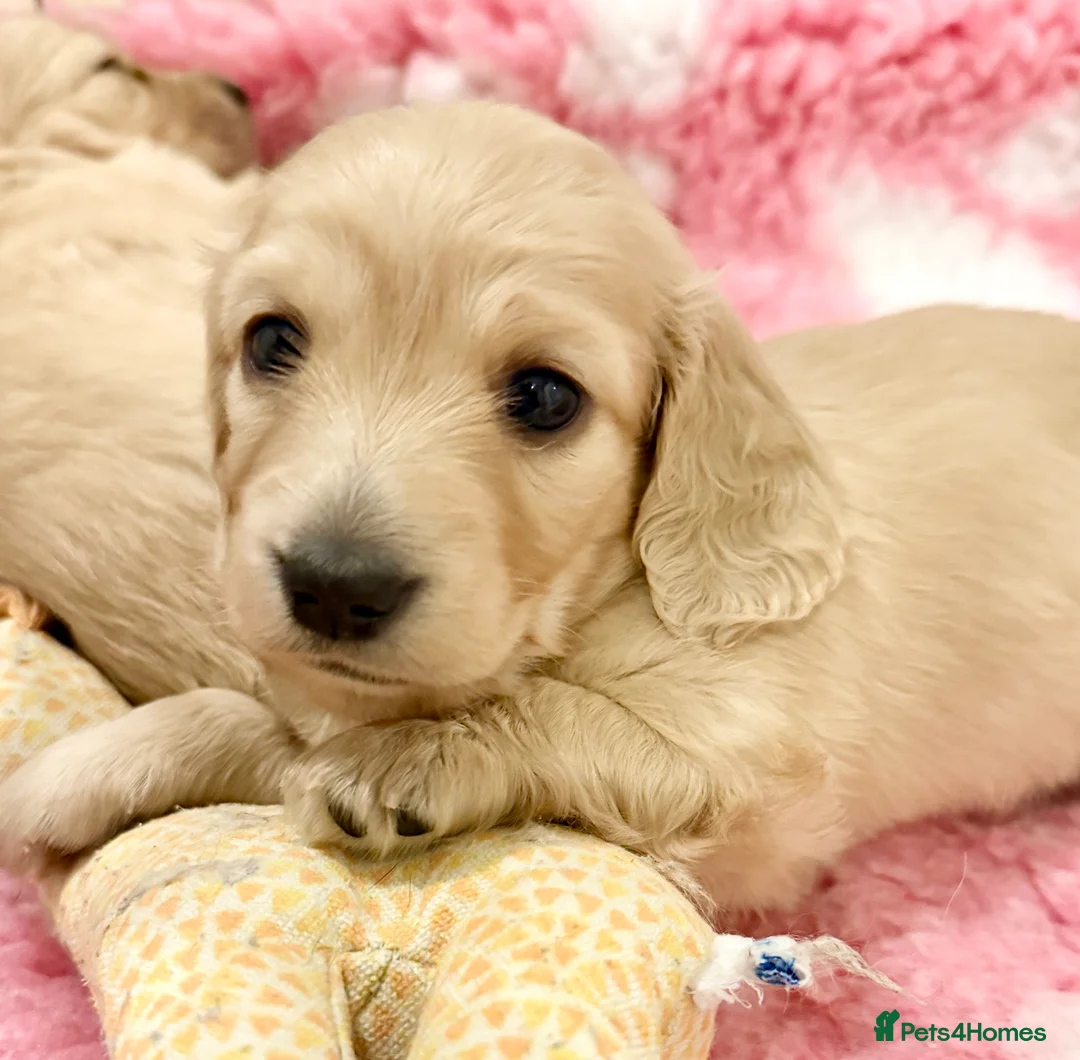 Miniature Dachshund dogs for sale: Beautiful miniature long haired cream dachshunds  - Advert 5