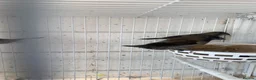 Finches birds for sale: Bengalese finches - Advert 1