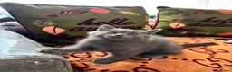 British Shorthair cats for sale: 1British shorthair boy ready go  new home ❤️ - Advert 1