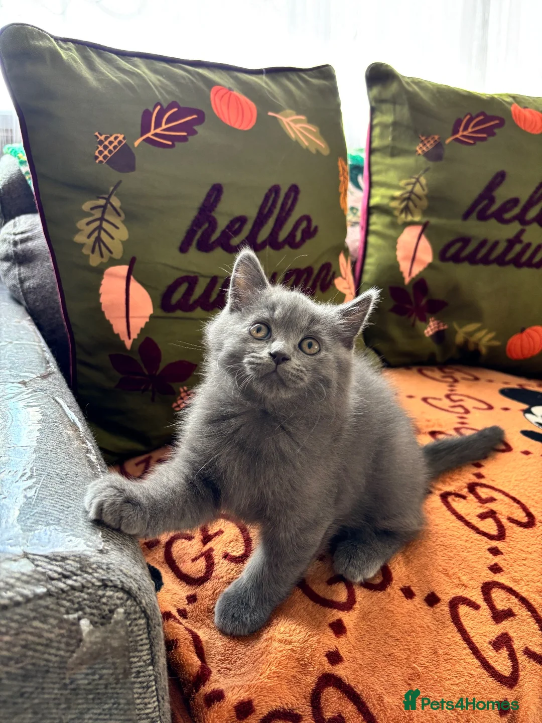 British Shorthair cats for sale: 1British shorthair boy ready go  new home ❤️ - Advert 1