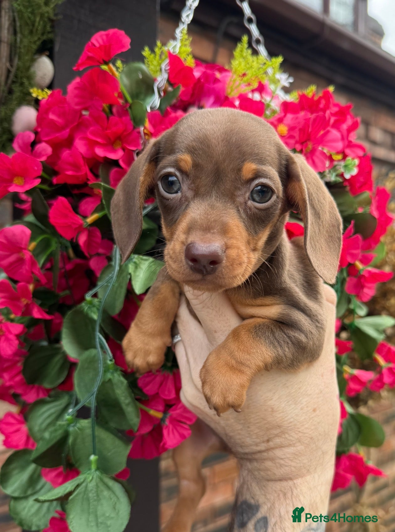 Miniature Dachshund dogs 💜🩷Chocolate & Tan Girl💜🩷 - Advert 1