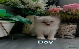 Ragdoll cats for sale: Pure Ragdoll kitten - Image 4