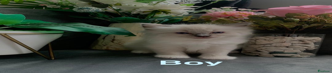 Ragdoll Kitten 2