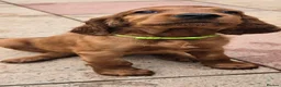 Irish Setter dogs for sale: KC Registered Beautiful Irish Setter Puppies  - Advert 18