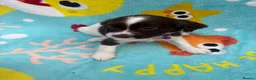 Sprocker dogs for sale: Sprocker spaniel puppies  in St. Neots - Advert 3