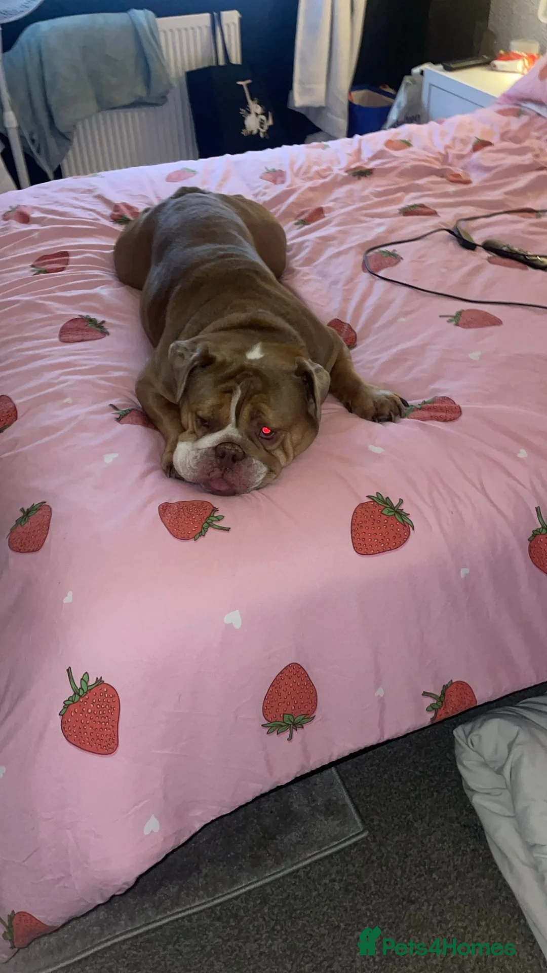 English Bulldog dogs for sale: Rehome English bulldog Missy in Manchester - Advert 2