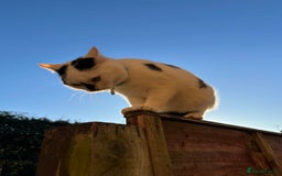 Mixed Breed cats for sale: Male  Cat - Image 6