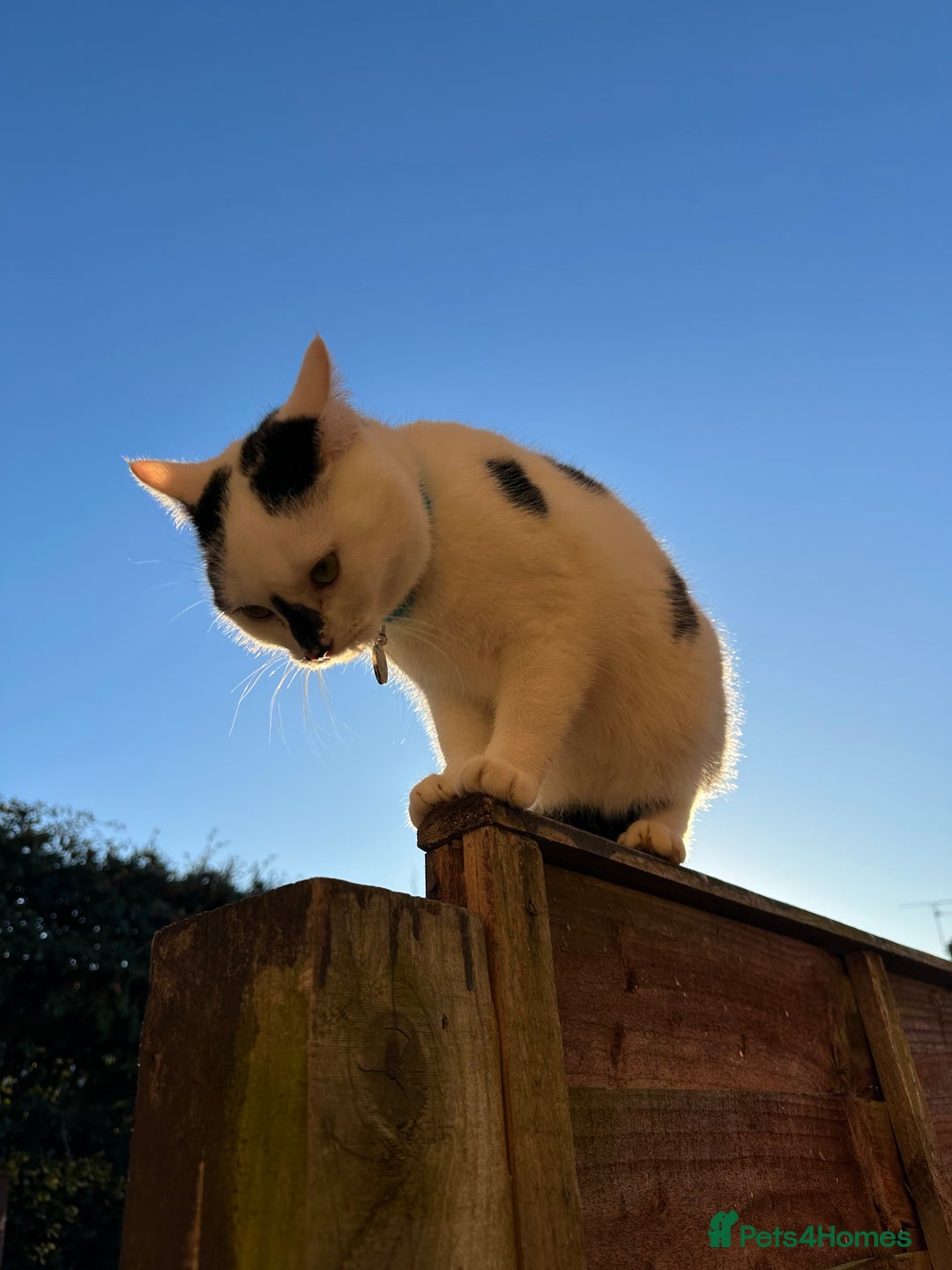 Mixed Breed cats for sale: Male  Cat - Image 6