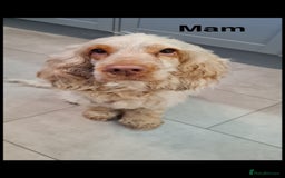 Cocker Spaniel dogs for sale: Show type Cocker spaniel puppies blue roan - Image 14