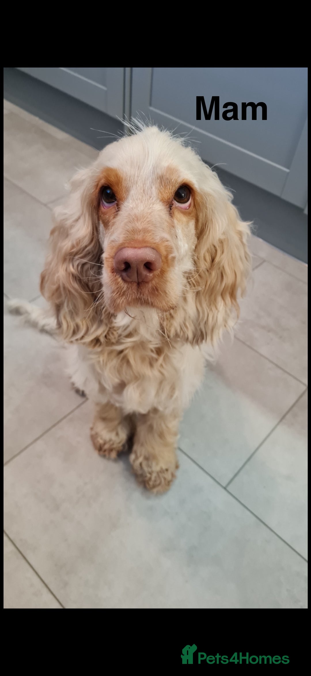 Cocker Spaniel dogs for sale: Show type Cocker spaniel puppies blue roan - Image 14