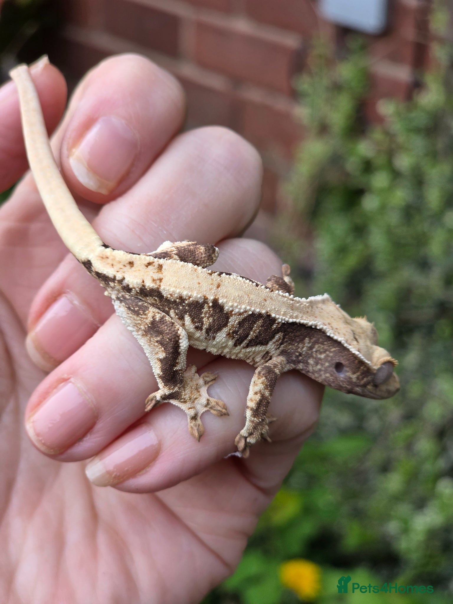 Gecko reptiles Various crested geckos - Advert 21