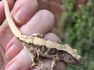 Gecko reptiles Various crested geckos - Advert 21