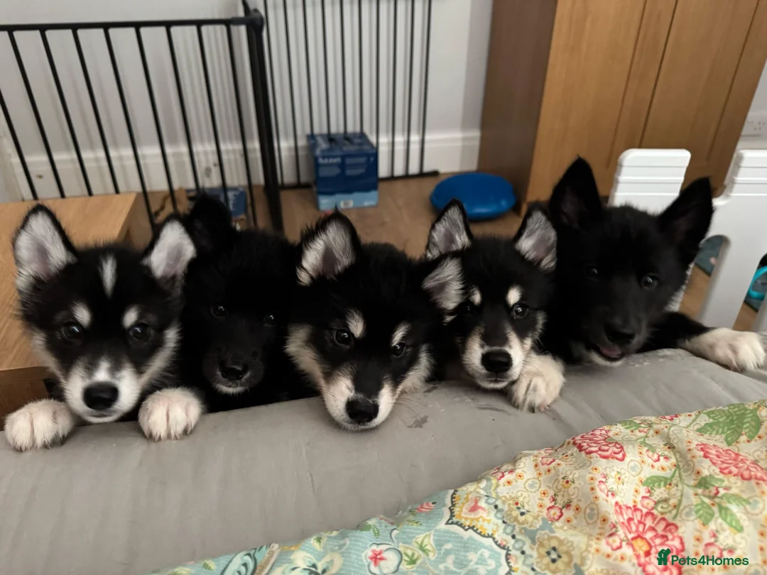 Mixed Breed dogs for sale: Crufts Line Husky x Malamute - Health tested 🐾 - Advert 1