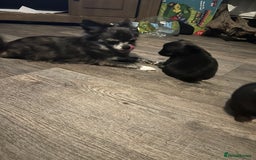 Pomchi dogs for sale: 2 beautiful tiny little Pomchi girls - Image 30