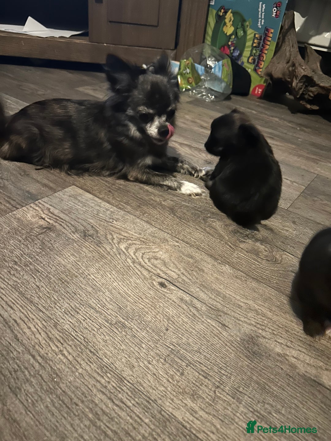 Pomchi dogs for sale: 2 beautiful tiny little Pomchi girls - Image 30