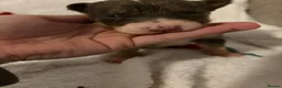 Border Collie dogs for sale: 5 gorgeous border collie puppies - Advert 7