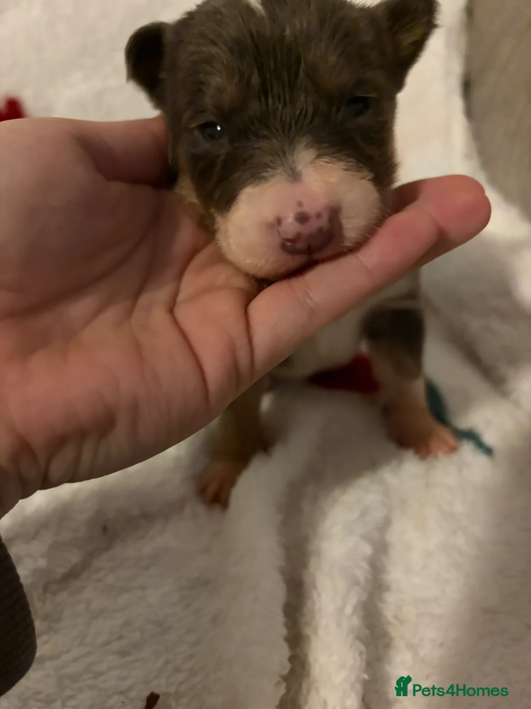 Border Collie dogs for sale: 5 gorgeous border collie puppies - Advert 7