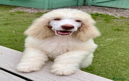 Standard Poodle dogs for sale: Stunning KC reg standard poodle  - Image 6