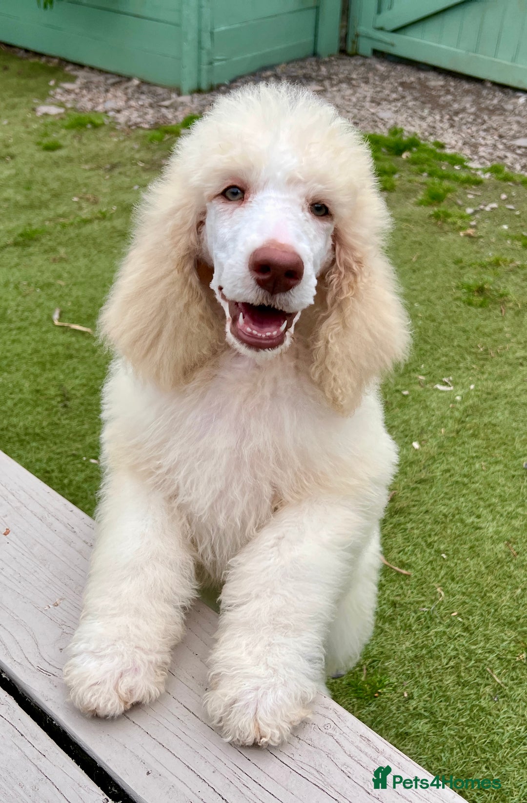 Standard Poodle dogs for sale: Stunning KC reg standard poodle  - Image 6