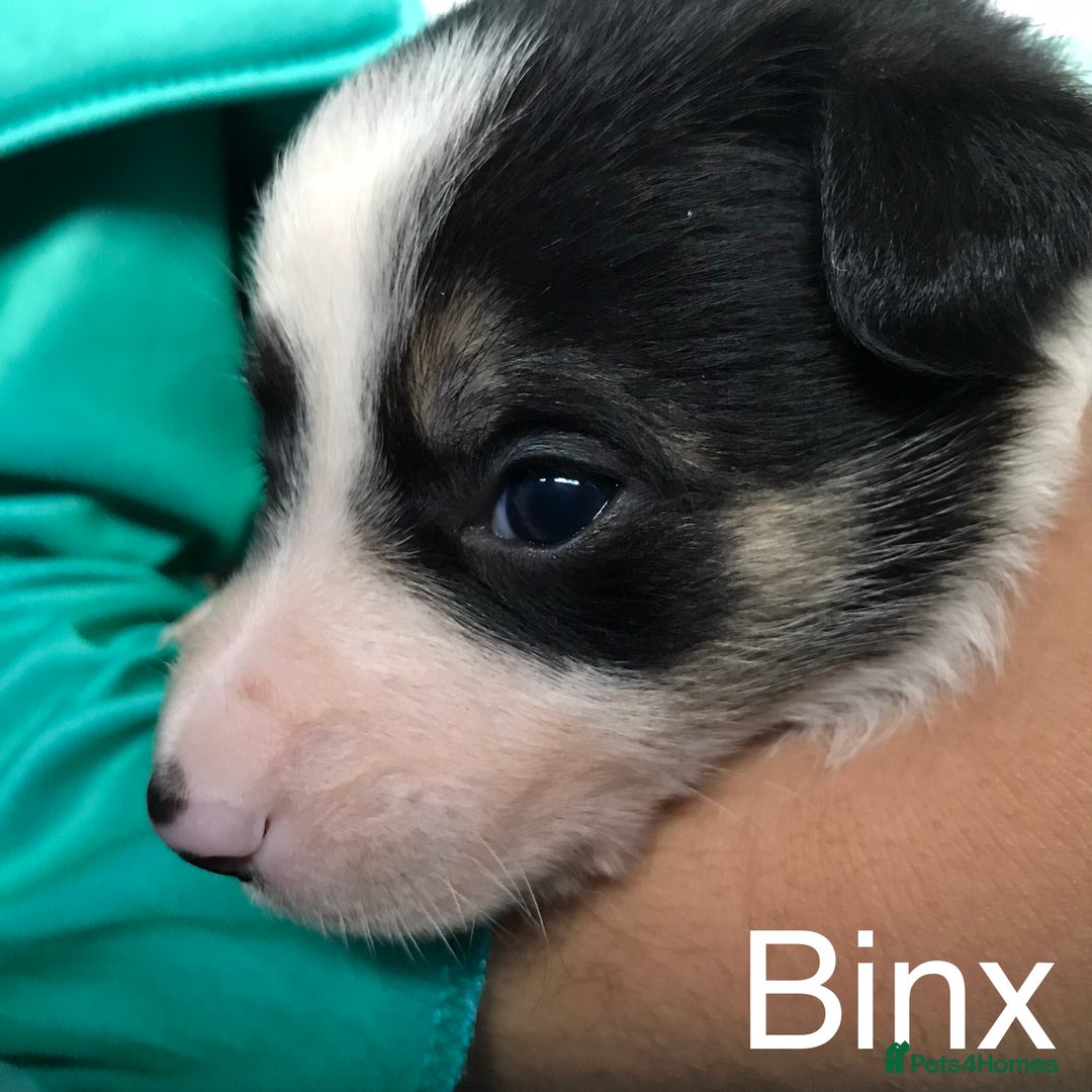 Border Collie dogs for sale: Beautiful Border Collie Pups, Merle & Classic Tri - Advert 21