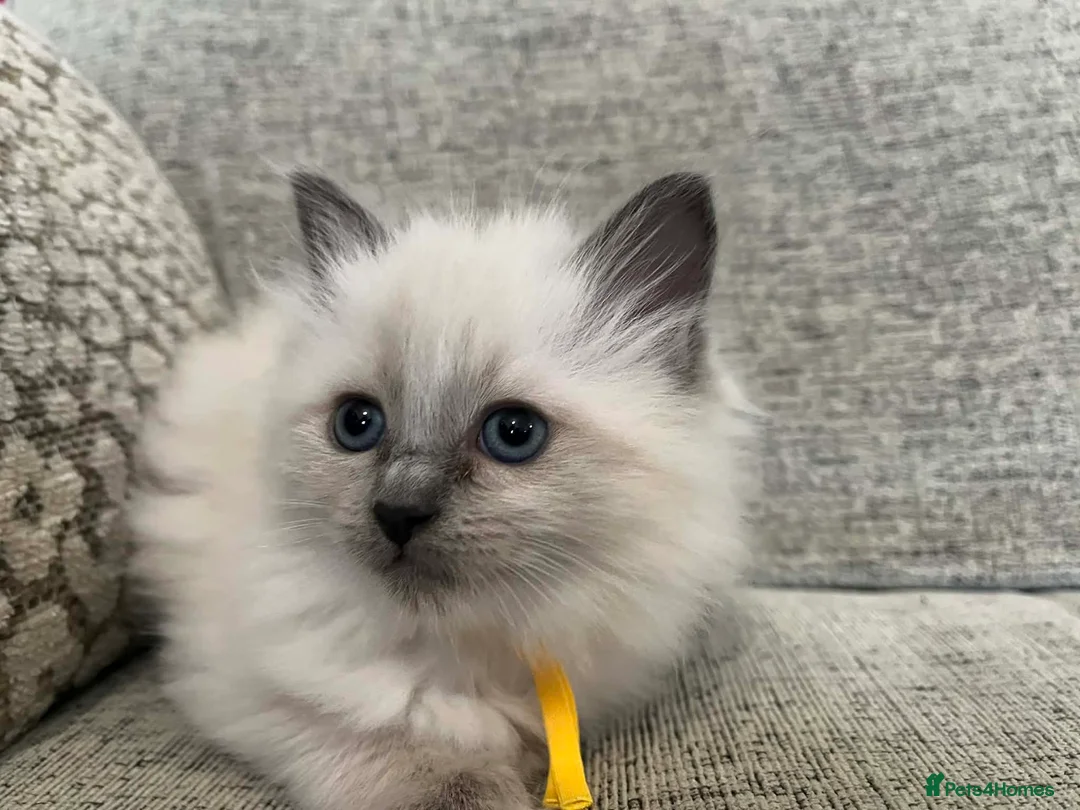 Ragdoll cats for sale: Adorable pure ragdoll babies for 5* homes - Advert 1