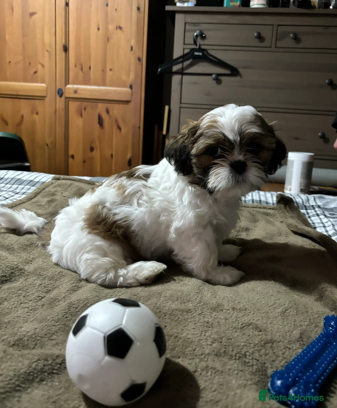 Shih Tzu dogs for sale: Shih Tzu puppies - Advert 31