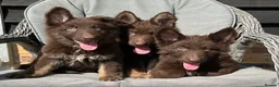 German Shepherd dogs for sale: CHOCOLATE AND TAN LONG COATED GERMAN SHEPARDS  in West Malling - Advert 31
