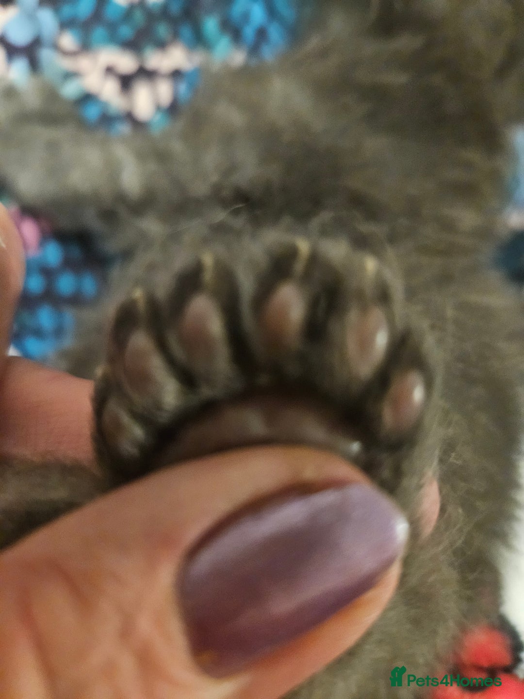 Maine Coon cats for sale: ✨✨ POLLYDACTYL MC  TiCA REG - Advert 8