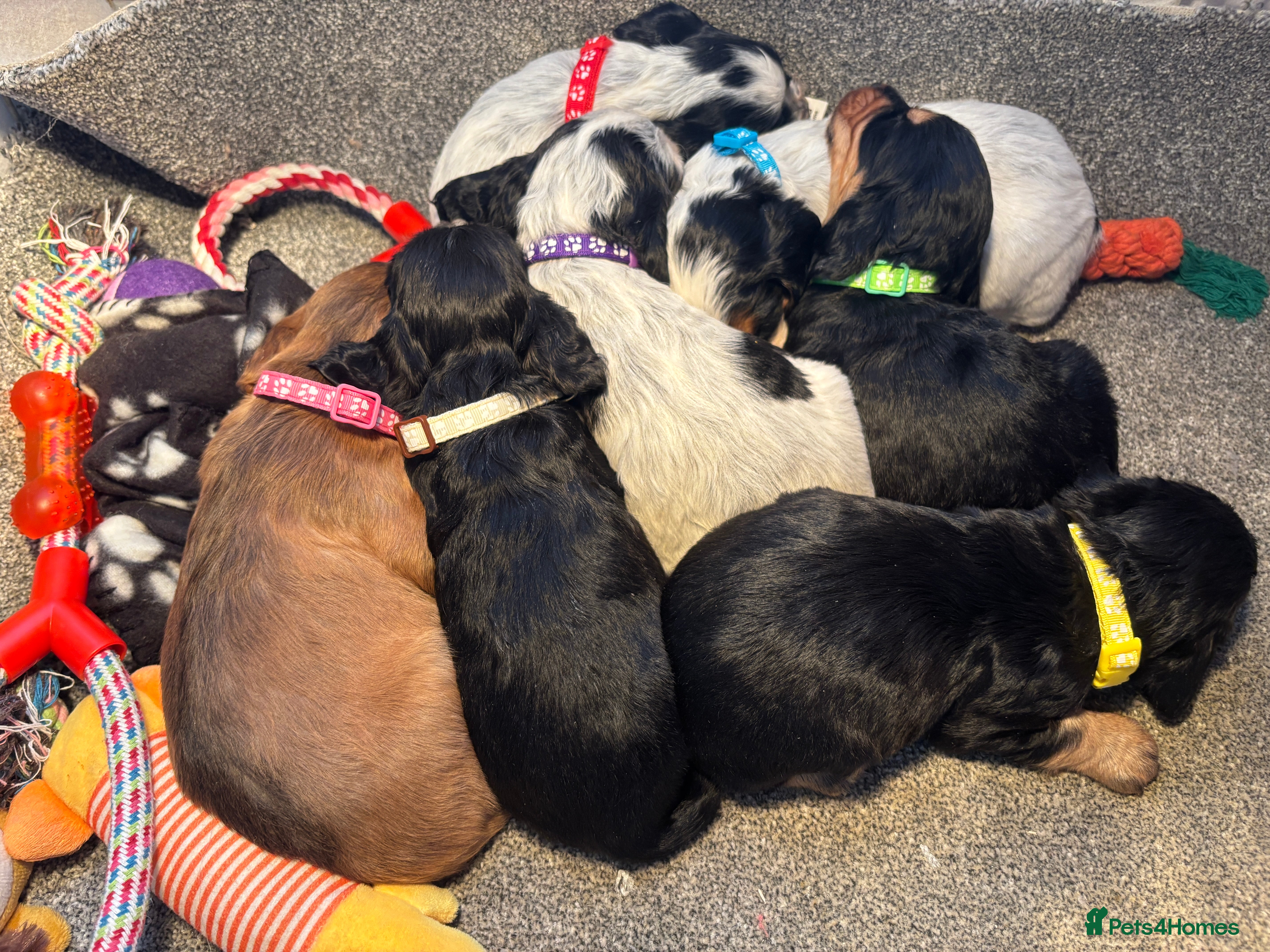 Cocker Spaniel dogs Stunning Quality Cocker Spaniel Puppies - Advert 18