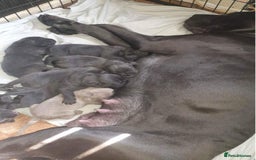 Cane Corso dogs for sale: 5 Towns Cane Corso pups,   - Image 2