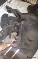 Cane Corso dogs - Advert 3