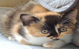 Devon Rex cats for sale: Just 1 girl left - GCCF Devon Rex Variant kittens  in Wolverhampton - Image 17