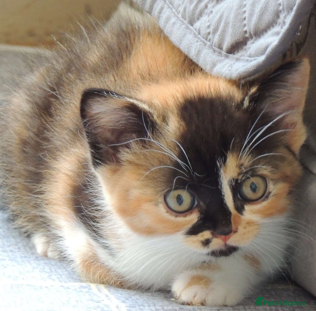 Devon Rex cats for sale: Just 1 girl left - GCCF Devon Rex Variant kittens  in Wolverhampton - Image 17