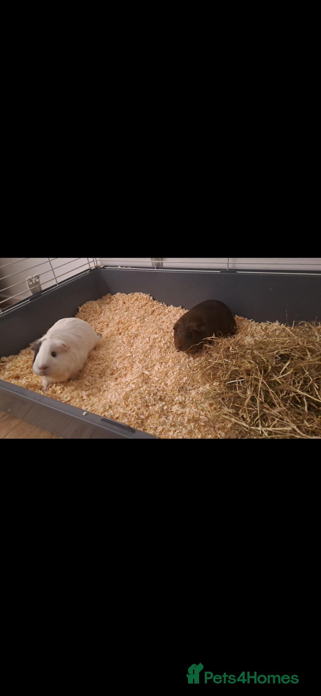 Guinea Pig rodents for sale: 2 guineea pigs  - Advert 2