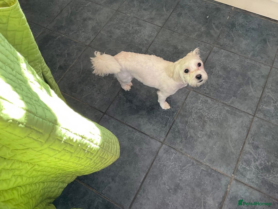 Maltipoo dogs for adoption: Ruby - Hingham Norfolk  - Advert 5