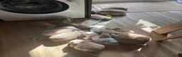 French Lop rabbits for sale: Beautiful French lop rabbits  - Advert 13
