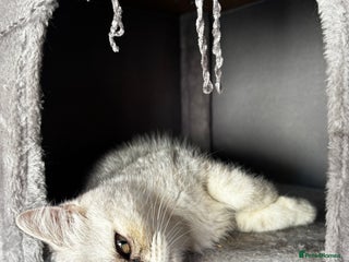 Domestic Shorthair cats Young cats (read description) - Advert 4