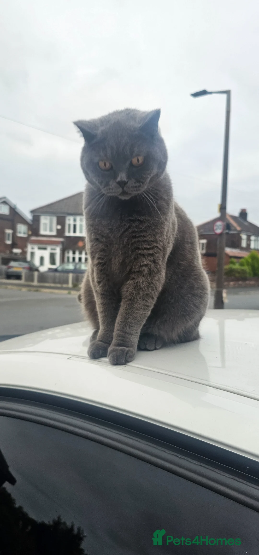 British Shorthair cats for sale: Beautiful cat in Cheadle - Advert 2