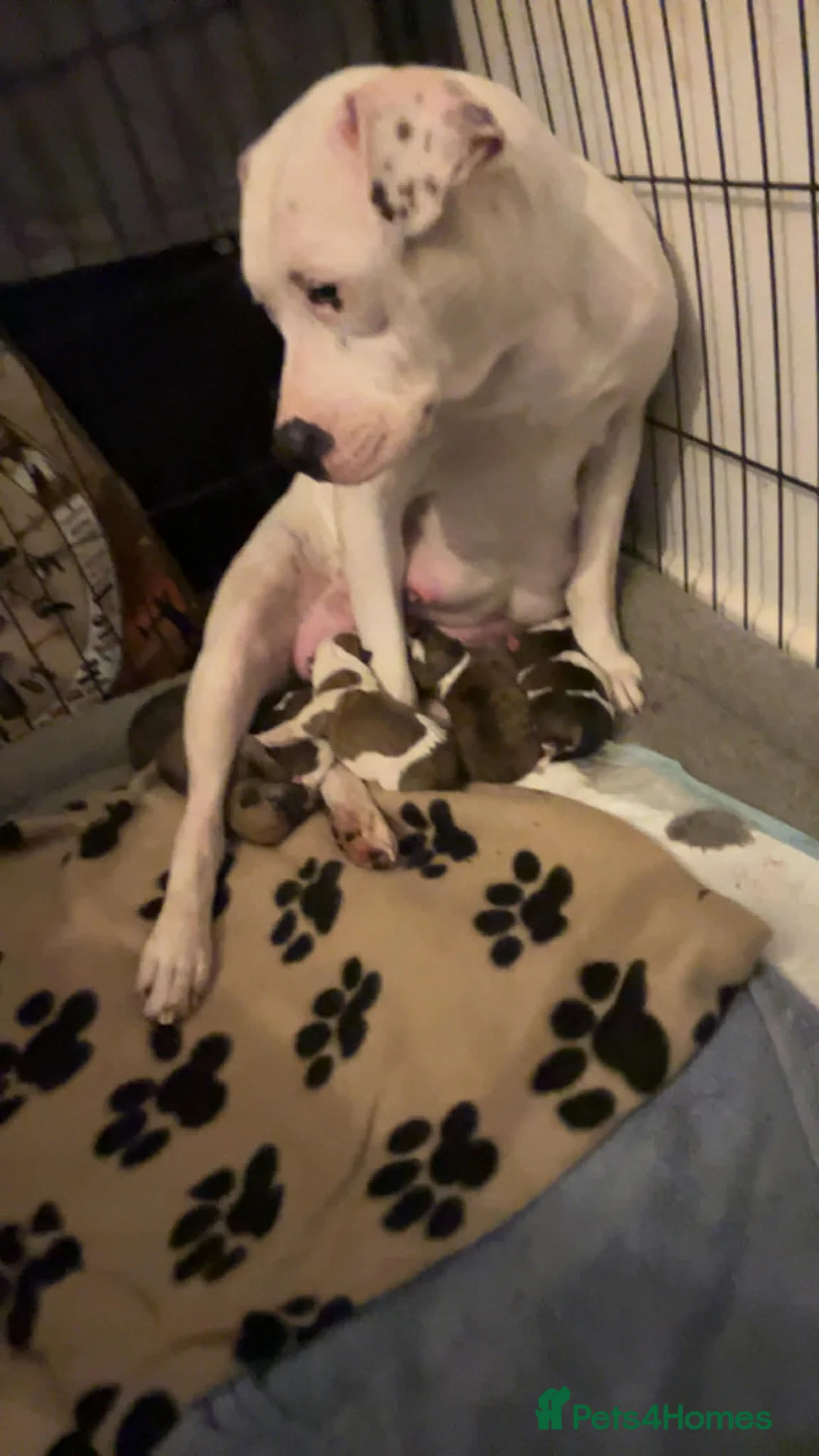 Mixed Breed dogs for sale: American bull staffy pups in Bishop Auckland - Advert 2