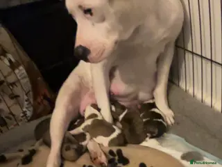 Mixed Breed dogs American bull staffy pups - Advert 7