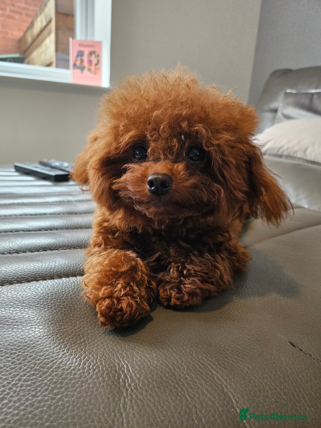 Toy Poodle dogs for sale: Female Asian Toy Poodle  - Image 6