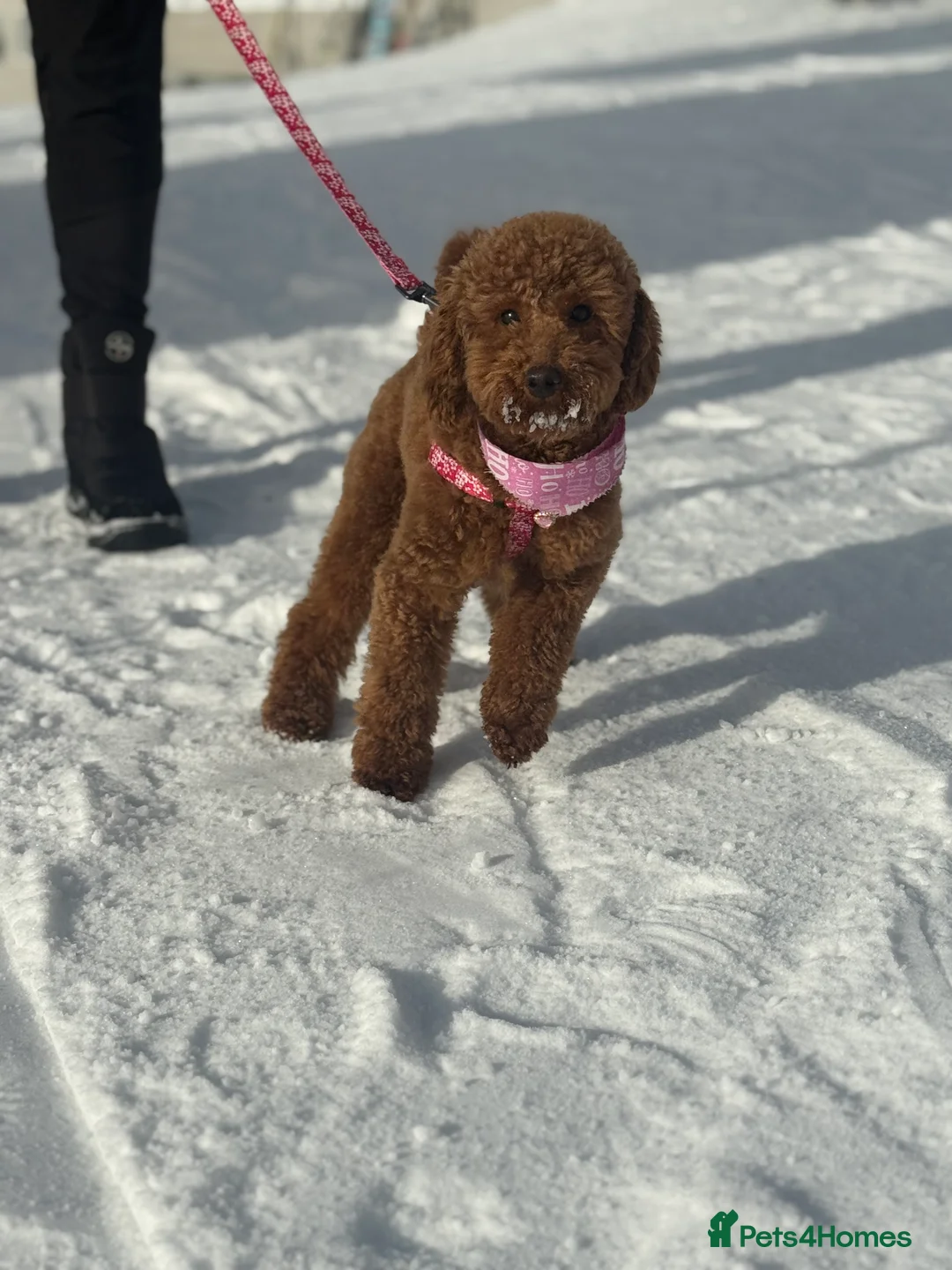 Miniature Poodle dogs for sale: Beautiful Miniature Poodle Female  - Advert 8
