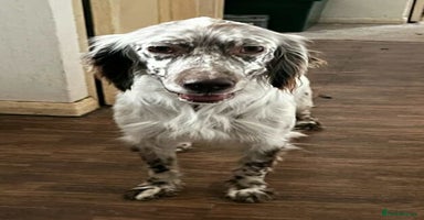 English Setter dogs Alfie - Advert 13