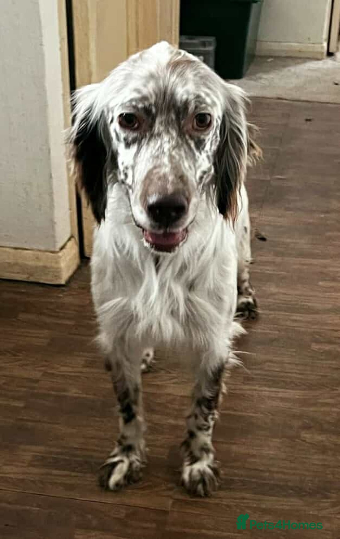 English Setter dogs for adoption: Alfie - Image 1