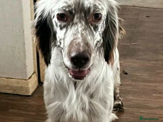 English Setter dogs - Advert 2