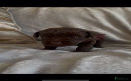 Labradoodle dogs for sale: The best selection of chocolates 😍 - Image 7